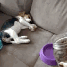Puppy Sleepy GIF - Puppy Sleepy Food GIFs
