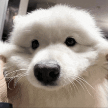 a close up of a white dog 's face looking at the camera