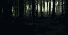 a person is walking through a dark forest with trees in the background .