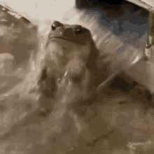 Frog Takes A Shower Shower GIF