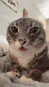 a close up of a cat laying on a bed with its tongue sticking out