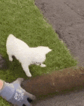 a white cat is walking on top of a lush green field .