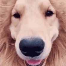 Dog Dog Lion GIF