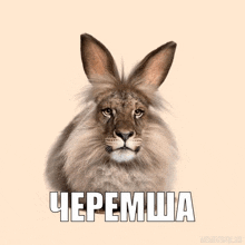 a picture of a rabbit with a lion 's face and the words " черемша " below it