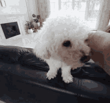 a small white dog is sitting on a couch in a living room