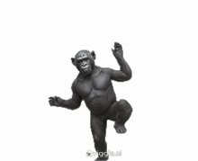 a statue of a gorilla is dancing with a white background