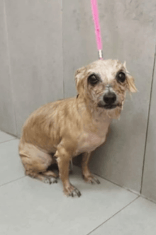 a small dog with a pink leash is sitting on the floor .