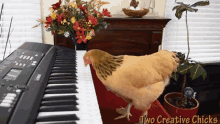 two creative chicks funny animals chicken piano