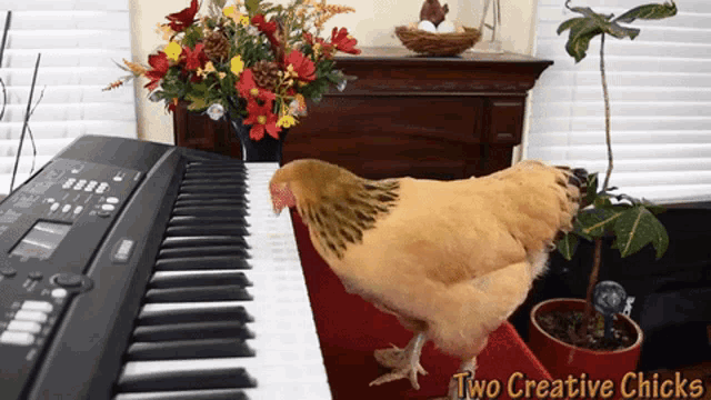 Fun and Funny GIFs — Anderson & Roe Piano Duo