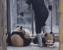 Panda Monday GIF - Panda Monday GIFs