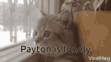 Payton Is Lonely GIF