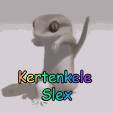 Slex Kertenkele GIF - Slex Kertenkele GIFs