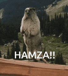 Hamza Screaming GIF - Hamza Screaming Hamza Scream GIFs