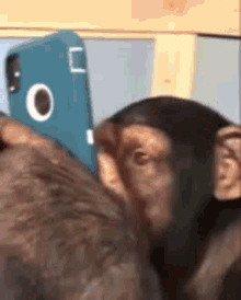 обезьяна Monkey GIF - обезьяна Monkey телефон GIFs