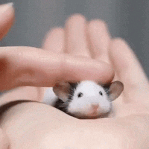 Mouse Cute GIF - Mouse Cute Rat - Discover & Share GIFs