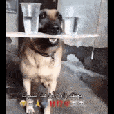 Köpek Dog GIF - Köpek Dog Su Taşıyan Köpek GIFs