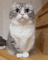 a cat is sitting on a wooden staircase and looking at the camera