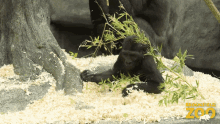 Gorilla Hay GIF - Gorilla Hay Playtime GIFs