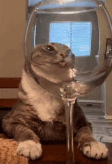 a cat is sticking its tongue out while sitting in a wine glass