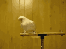Bird Drill GIF - Bird Drill Headshake GIFs