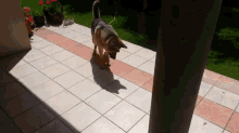 Hey, Whose Shadow Is This? GIF