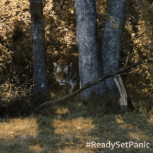 Tiger Panic GIF - Tiger Panic Tiger Approaching GIFs