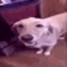 Dog With Butter GIF
