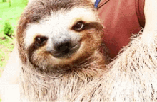 sloth evil smile