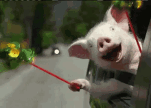Pig Car Ride GIF