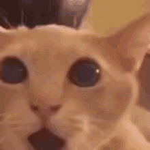 Cat Flabbergasted GIF - Cat Flabbergasted Shocked GIFs