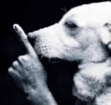 a black and white photo of a dog making a silence sign