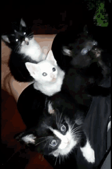 Kitten Cats GIF - Kitten Cats GIFs