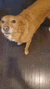 a dog is standing on a wooden floor looking up at the camera