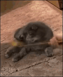 Cat Play GIF - Cat Play Stand GIFs