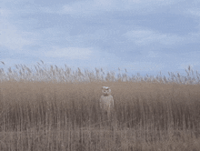 a cat in a field of tall grass with a blue sky in the background