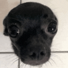 a close up of a black dog 's face looking at the camera .