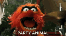 Party Animal GIFs | Tenor
