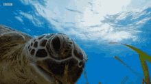 Blue Planet Eating GIF - Blue Planet Eating Turtle GIFs