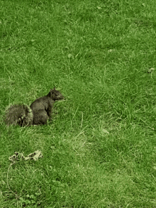 Curious Squirrel GIF - Curious Squirrel Animal GIFs
