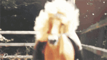 Blonde Horse Horse GIF - Blonde Horse Horse GIFs