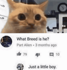 Just A Little Boy Cat Meme GIF - Just A Little Boy Cat Meme Cat GIFs