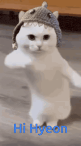 a white cat wearing a shark hat says hi hyeon in blue