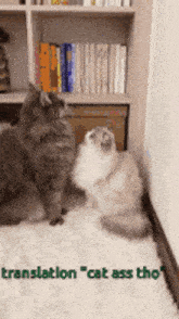 two cats standing next to each other with the words translation " cat ass tho " on the bottom