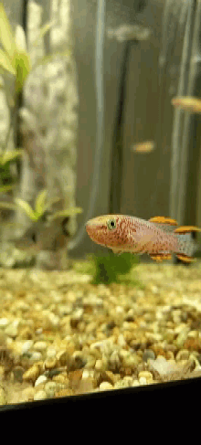 aquarium snookusfish