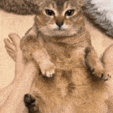 Tole Tole Tole Tole Cat GIF - Tole Tole Tole Tole Cat Vro Cat GIFs