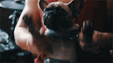 Puppy Drumming GIF - Puppy Drumming Pug GIFs
