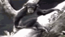 monkey ape falling down