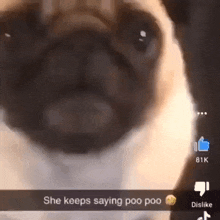 Pug Dog GIF - Pug Dog Poo Poo GIFs