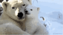 Polar Bear Hugs GIF - Polar Bear Hugs GIFs