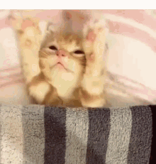 Cat Chat GIF - Cat Chat Cute GIFs